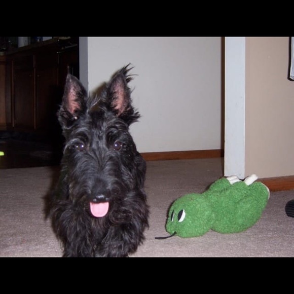 Scottish Terrier Other - ❤️The love of my life RIP 12/2/18❤️